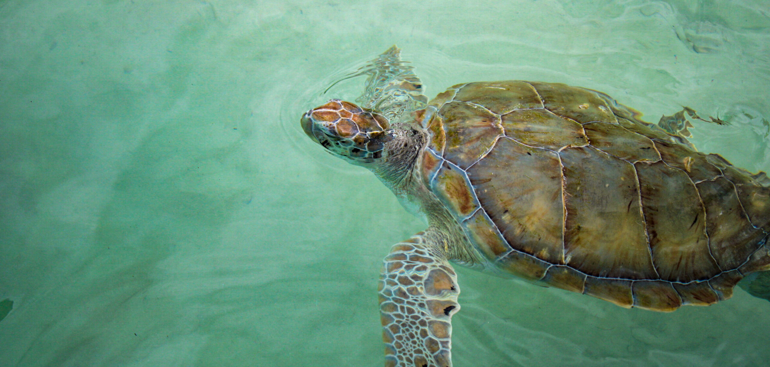 bg-local-attractions-turtle